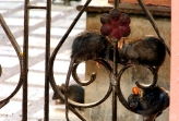 Karni Mata Temple, India, Rats